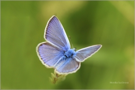 <p>MODRÁSEK UŠLECHTILÝ (Polyommatus amandus) ----- /Amanda's blue - Vogelwicken-Bläuling/</p>